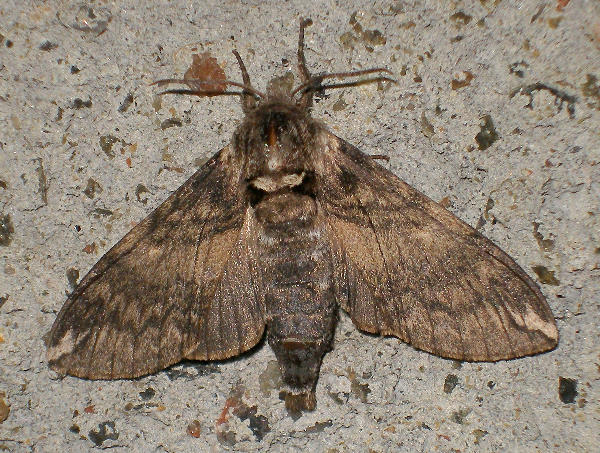 Female Dolbina elegans, Kotovsk, Odessa region, Ukraine, 11.viii.2009. Photo: © Yevgeniy Khalaim.