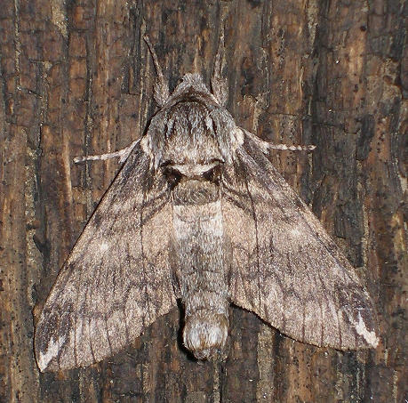 Male Dolbina elegans, Kotovsk, Odessa region, Ukraine, 26.vii.2010. Photo: © Yevgeniy Khalaim.