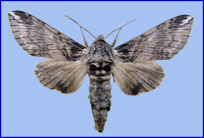 Male Dolbina elegans, Kotovsk, Odessa region, Ukraine. Photo: © Vladimir Kiselev.