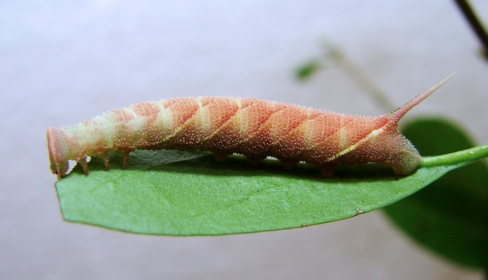 Red-flushed full-grown larva of Dolbina elegans, Kotovsk, Odessa region, Ukraine. Photo: © Vladimir Kiselev.