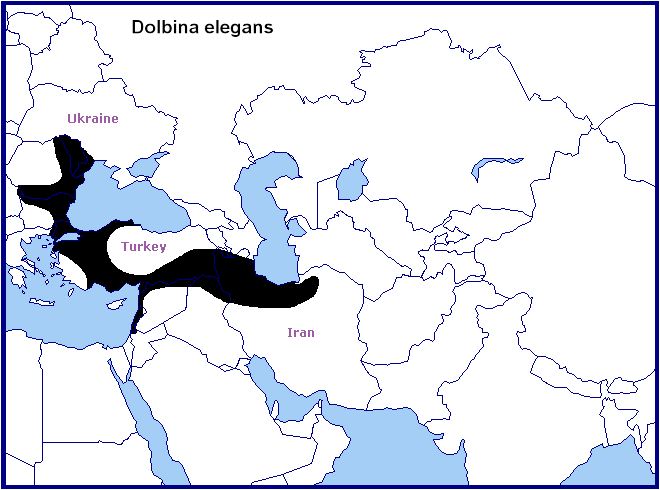 Global distribution of Dolbina elegans. Map: © Tony Pittaway.