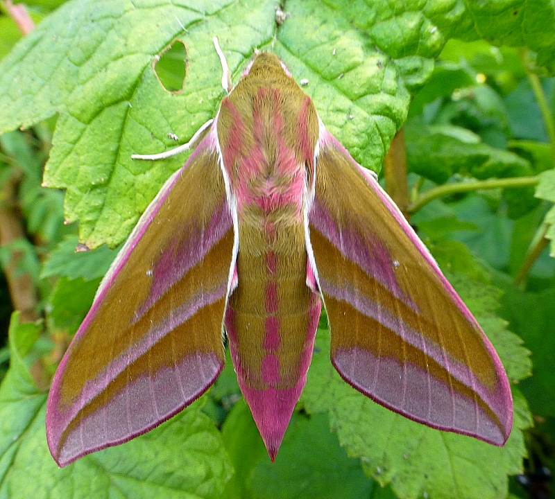 Female Deilephila elpenor elpenor, Oxfordshire, England. Photo: © Tony Pittaway