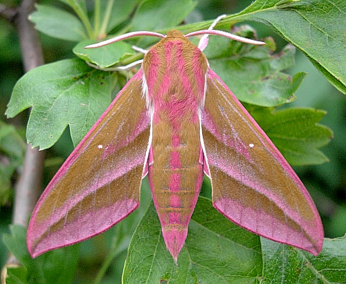 Male Deilephila elpenor elpenor, Oxfordshire, England. Photo: © Tony Pittaway