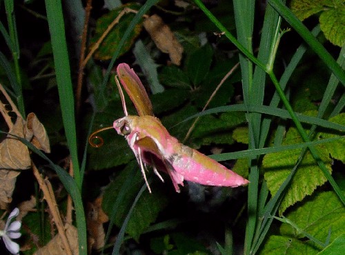 Male Deilephila elpenor elpenor feeding, Catalonia, Spain. Photo: © Ben Trott