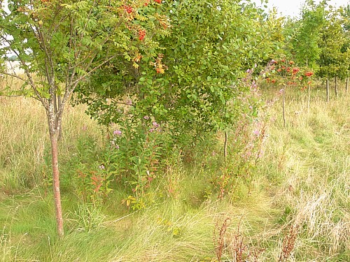 Typical habitat of Deilephila elpenor elpenor, Oxfordshire, England. Photo: © Tony Pittaway