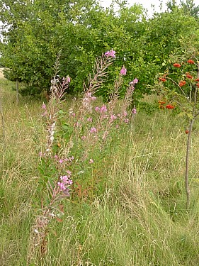 Typical habitat of Deilephila elpenor elpenor with Epilobium angustifolium, Oxfordshire, England. Photo: © Tony Pittaway