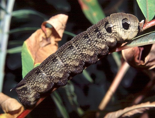 Final instar brown larval form of Deilephila elpenor elpenor, Oxfordshire, England. Photo: © Tony Pittaway.