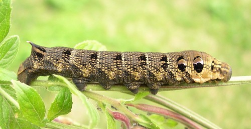 Final instar brown larval form of Deilephila elpenor elpenor, Oxfordshire, England. Photo: © Tony Pittaway.