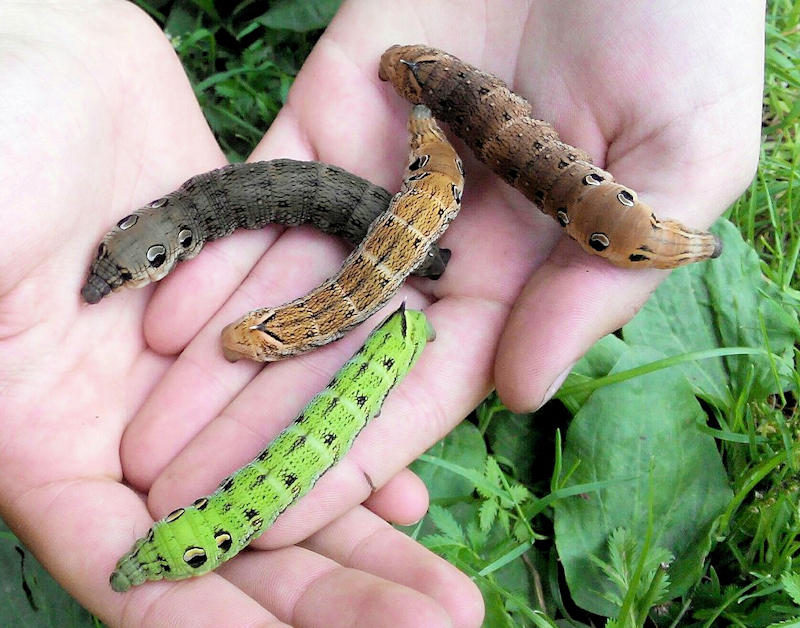 Different larval colour forms of Deilephila elpenor elpenor, Krasnoyarsk area, Siberia, Russia. Photo: © Leonid Strelok.