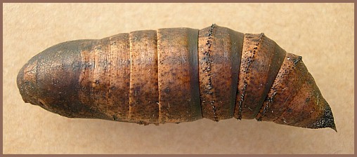 Pupa of Deilephila elpenor elpenor (dorsal view), Oxfordshire, England. Photo: © Tony Pittaway.