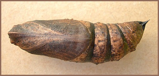 Pupa of Deilephila elpenor elpenor (ventral view), Oxfordshire, England. Photo: © Tony Pittaway.