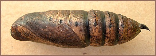 Pupa of Deilephila elpenor elpenor (lateral view), Oxfordshire, England. Photo: © Tony Pittaway.