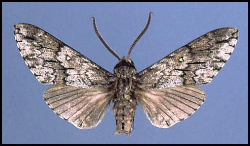 Male Dolbina grisea, Salang Pass, 2100m, Afghanistan.