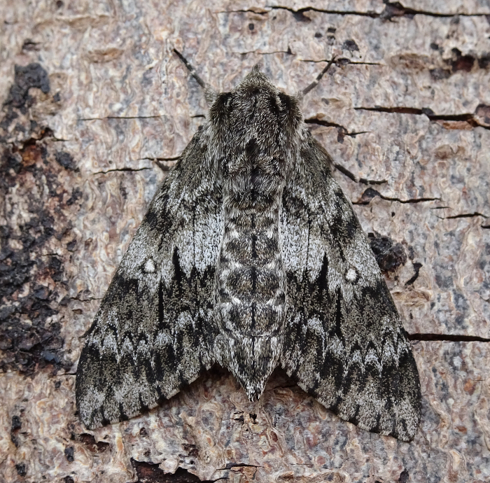 Female Dolbina grisea, ex Phandar, Gilgit-Baltistan, Pakistan, 2500m, bred 2022, leg. Serge Yevdoshenko. Photo: © Tony Pittaway.