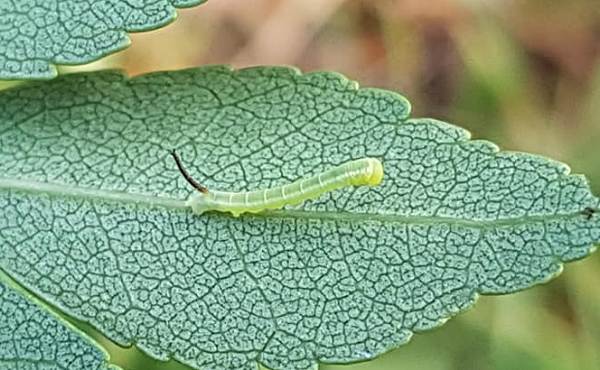 First instar larva of Dolbina grisea on Fraxinus sogdiana, Gilgit-Baltistan, Pakistan, 13.vii.2018, 2500m. Photo: © Serge Yevdoshenko.