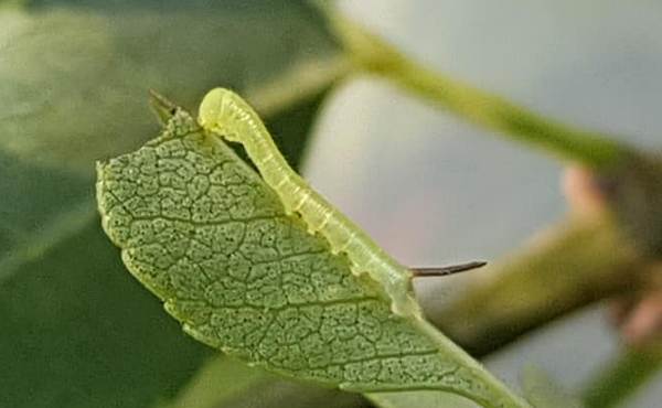 First instar larva of Dolbina grisea on Fraxinus sogdiana, Gilgit-Baltistan, Pakistan, 13.vii.2018, 2500m. Photo: © Serge Yevdoshenko.