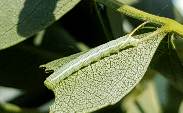 Second instar larva of Dolbina grisea on Fraxinus sogdiana, Gilgit-Baltistan, Pakistan, 14.vii.2018, 2500m. Photo: © Serge Yevdoshenko.