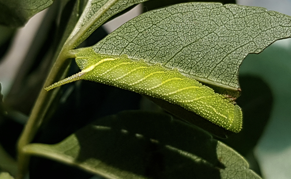 Fourth instar larva (apple-green form) of Dolbina grisea on Fraxinus sogdiana, Gilgit-Baltistan, Pakistan, 14.vii.2018, 2500m. Photo: © Serge Yevdoshenko.