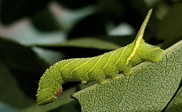 Fourth instar larva (apple-green form) of Dolbina grisea on Fraxinus sogdiana, Gilgit-Baltistan, Pakistan, 14.vii.2018, 2500m. Photo: © Serge Yevdoshenko.