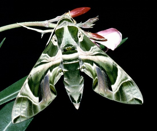 Female Daphnis nerii, Hofuf, eastern Saudi Arabia. Photo: © Tony Pittaway