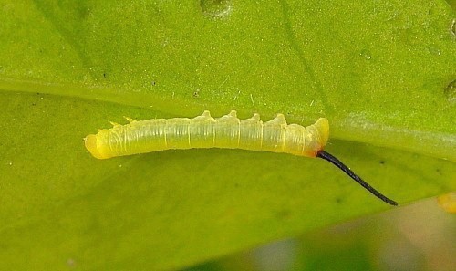 First instar larva of Daphnis nerii, Malta. Photo: © Tony Pittaway