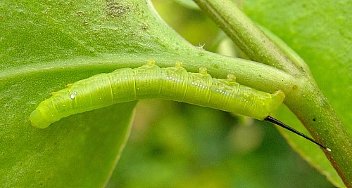 Second instar larva of Daphnis nerii, Malta. Photo: © Tony Pittaway