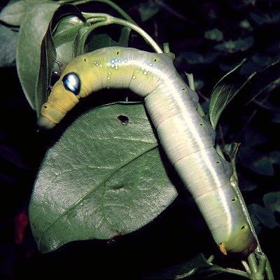 Full-grown green larval form of Daphnis nerii, Greece. Photo: © Tony Pittaway