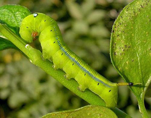 Alarmed fourth instar green larval form of Daphnis nerii, Malta. Photo: © Tony Pittaway