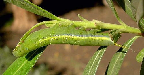 Fourth instar green larval form of Daphnis nerii, Aswan, Egypt, 23.xii.2008. Photo: © Tony Pittaway