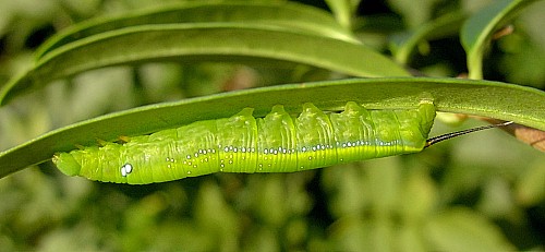 Third instar larva of Daphnis nerii, Malta. Photo: © Tony Pittaway