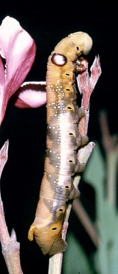 Full-grown brown larval form of Daphnis nerii, Hofuf, eastern Saudi Arabia. Photo: © Tony Pittaway