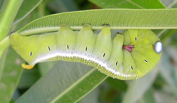 Near full-grown green larval form of Daphnis nerii in alarm posture, Imbros, Crete, Greece, 12.viii.2011. Photo: © Tony Pittaway