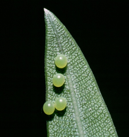 Eggs of Daphnis nerii, Hofuf, eastern Saudi Arabia. Photo: © Tony Pittaway