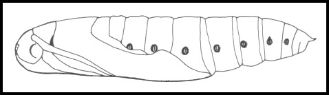 Pupa of Daphnis nerii, Hofuf, eastern Saudi Arabia. Image: © Tony Pittaway.