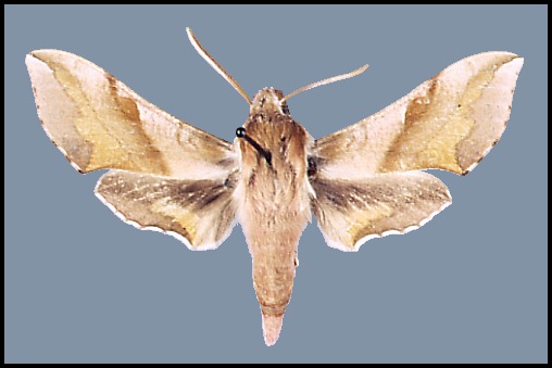 Deilephila porcellus f. suellus (England, UK; temperature-breeding experiment with British stock).