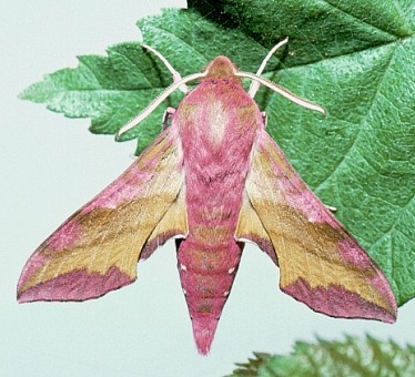 Deilephila porcellus, Oxfordshire, England. Photo: © Tony Pittaway.