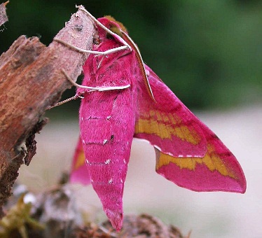 Deep pink form of Deilephila porcellus, southern France. Photo: © Jean Haxaire.