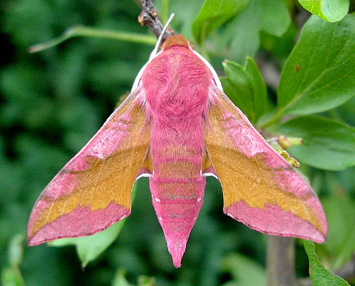 Deilephila porcellus, Oxfordshire, England. Photo: © Tony Pittaway.