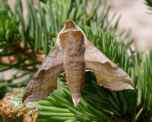 Deilephila porcellus f. suellus, Cucurbag, Turkey. Photo: © Hans van Oosterhout.