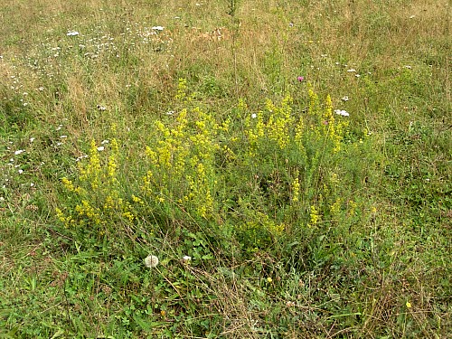 Major hostplant (Galium verum) of Deilephila porcellus in typical location, Kresna Gorge area, Bulgaria. Photo: © Tony Pittaway.