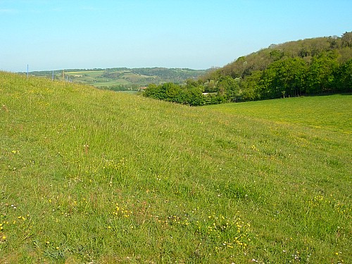 Typical habitat of Deilephila porcellus, Berkshire, England. Photo: © Tony Pittaway.