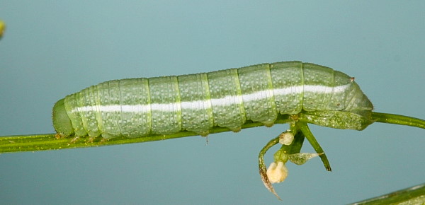 Second instar larva of Deilephila porcellus, Laplume, France. Photo: © Jean Haxaire.