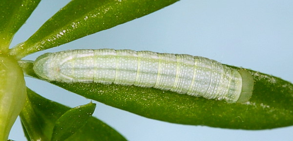 Third instar larva of Deilephila porcellus, Laplume, France. Photo: © Jean Haxaire.