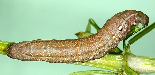 Fourth instar larva of Deilephila porcellus (brown form), Laplume, France. Photo: © Jean Haxaire.