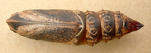 Pupa of Deilephila porcellus, Oxfordshire, England. Photo: © Tony Pittaway.