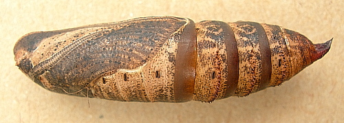 Pupa of Deilephila porcellus, Oxfordshire, England. Photo: © Tony Pittaway.