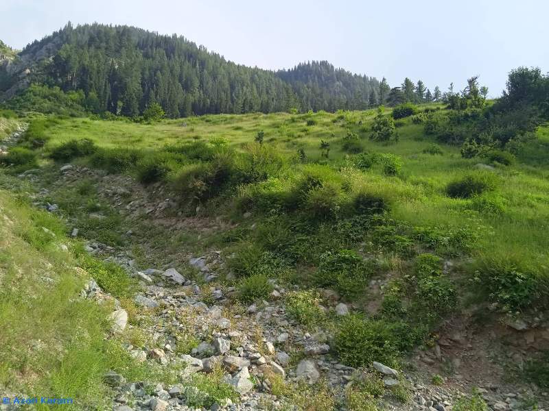 Typical habitat of Deilephila rivularis, Utror, Swat Valley, Khyber Pakhtunkhwa, Pakistan. Photo: © Azan Karam.