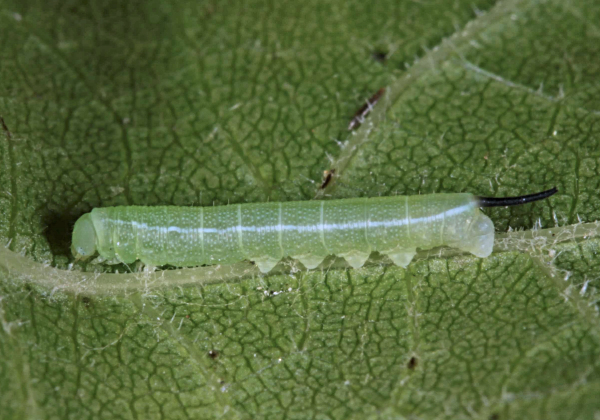 First instar larva of Deilephila rivularis, Gilgit-Baltistan, Pakistan, bred 2018/19. Photo: © Jean Haxaire.