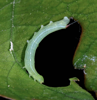 Second instar larva of Deilephila rivularis, Gilgit-Baltistan, Pakistan, bred 2018/19. Photo: © Jean Haxaire.