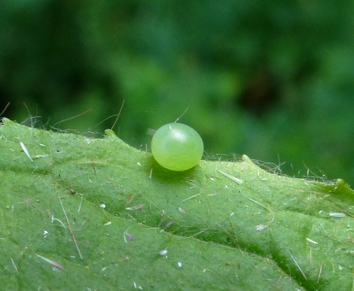 Egg of Deilephila rivularis, Gilgit-Baltistan, Pakistan, bred 2018/19, leg. Serge Yevdoshenko. Photo: © Tony Pittaway.